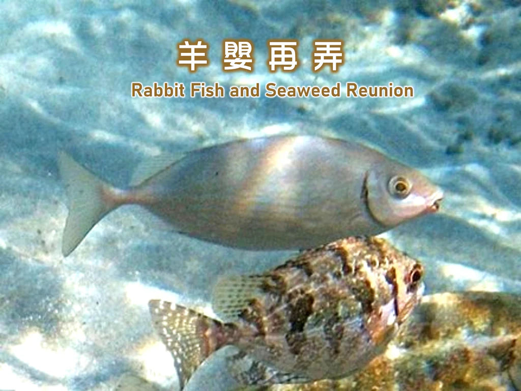 Rabbit Fish and Seaweed Reunion Dinner 羊嬰再弄