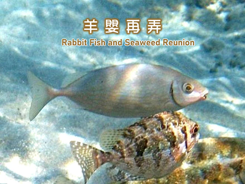 Rabbit Fish and Seaweed Reunion Dinner 羊嬰再弄