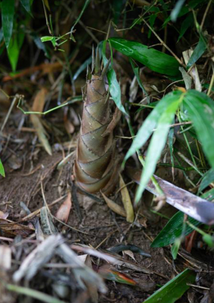 Yunnan Highland Summer Wild Bamboo Shoot and Fungi Sauce 雲南高原野生笋菇醬2021 150g